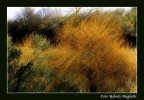 Colors