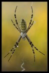 Argiope sp. controluce Argiope sp. controluce