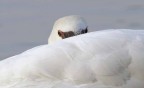 Cigno 1