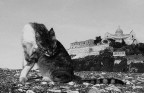 un gatto randagio del porto di Ancona con la cattedrale alle spalle...la prospettiva mi ha suggerito il titolo