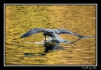 LA PESCA