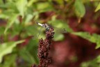 libellula