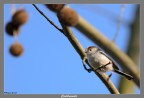 Nikon D200+300 2,8+tc1,4