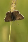 Licaena tityrus