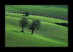 I due alberi
