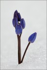 Primavera