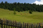 Ciao, 

immagine scattata all'Alpe di Siusy. Mucche che si riposano dopo aver mangiato....e guardavano i turisti passare....