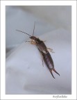 forficulidae