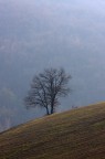 Solitario