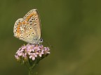 Polymmatus icarus