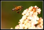 In Volo