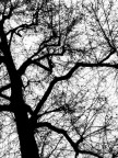 L'albero dei pensieri