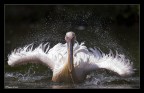 Pelicano furioso