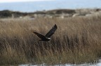 Falco di palude 3