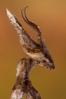 Una empusa pennata