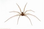 Minolta 5D, Tamron 90mm SP DI macro, sRGB,  iso 100, f/25, 1/125 sec., flash con diffusore.