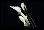 Eleganza