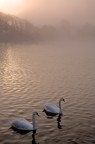 Swimming in the mist...
