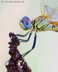 L'ultima libellula