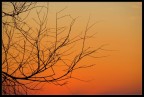 Branches