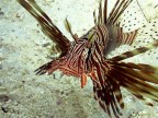 Pesce scorpione 2
