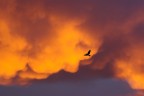 All'alba vincer