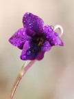 Violetta mammola
