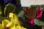 farfalla