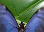 OLYMPUS E-1 con Zuiko 50 mm Macro e flash FL36
f/6.7
1/125 s
Iso 100