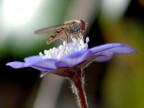 Baciata dal sole