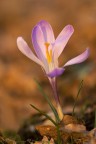 fiore di bosco