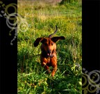 Critiche&consigli son pi che ben accetti!


..il mio piccolo bassotto che se la corre alla grande!!