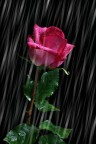 Rosa....rosa