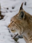 Ritratto di Lince europea (parco d'Abruzzo)