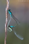 Damigelle in amore