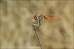 drago