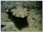 Pesce coccodrillo