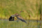 Ardea purpurea