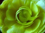 petali...2