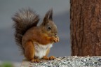 Scoiattolo e messa a fuoco Scoiattolo e messa a fuoco