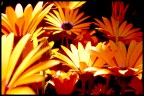 Fiori