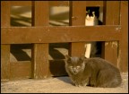 teo e tea,i gatti del mio amico pescatore lele',allarmati alla vista di un cane a loro sconosciuto....