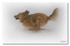 Run Willy run...