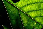 Foglia