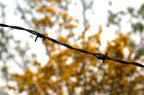 Fence