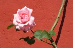 Rosa rosa