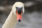 Cigno guardingo