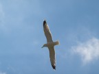 Gabbiano in volo