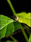 Olympus E-1
Zuiko 50 mm macro + flash
F 6,7
1/125 sec
Iso 100