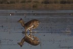 il salto
